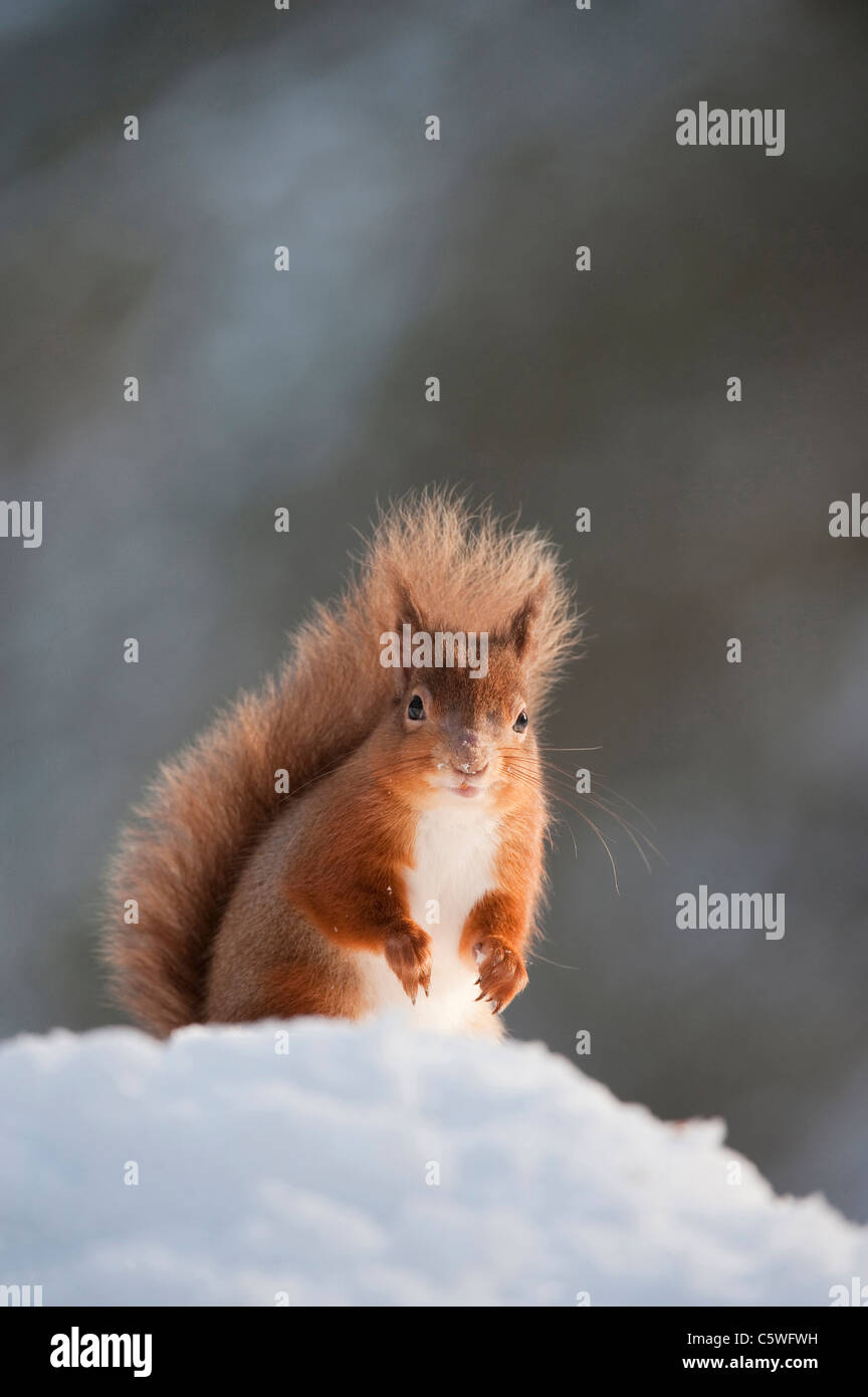 Red scoiattolo (Sciurus vulgaris). Adulto nella neve, Cairngorms National Park, Scozia. Foto Stock