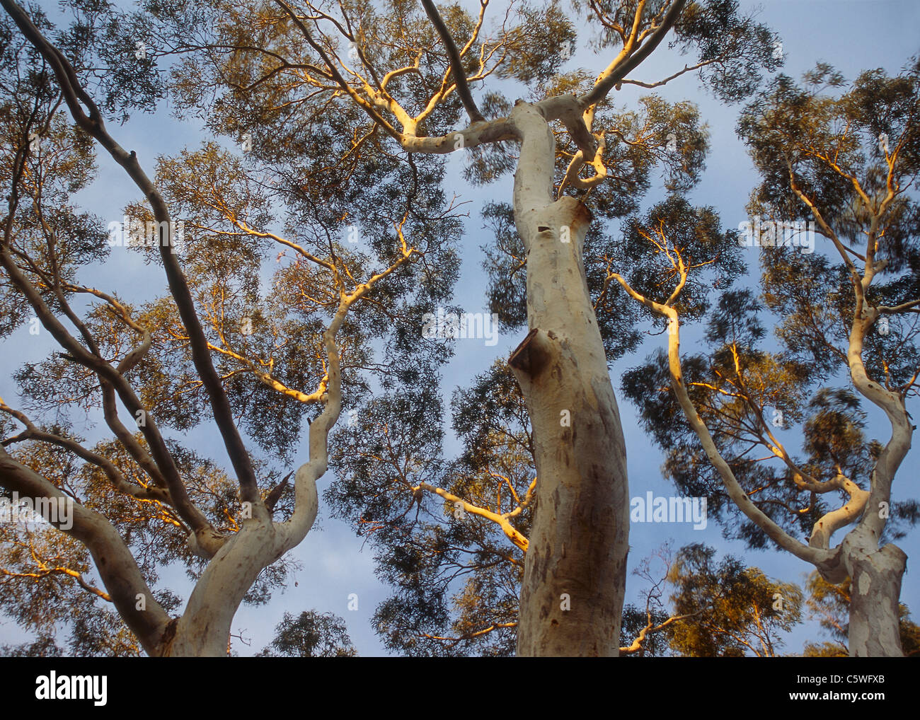 Australia e Tasmania, vista della struttura eukalyptus nel campo di montaggio del parco nazionale Foto Stock