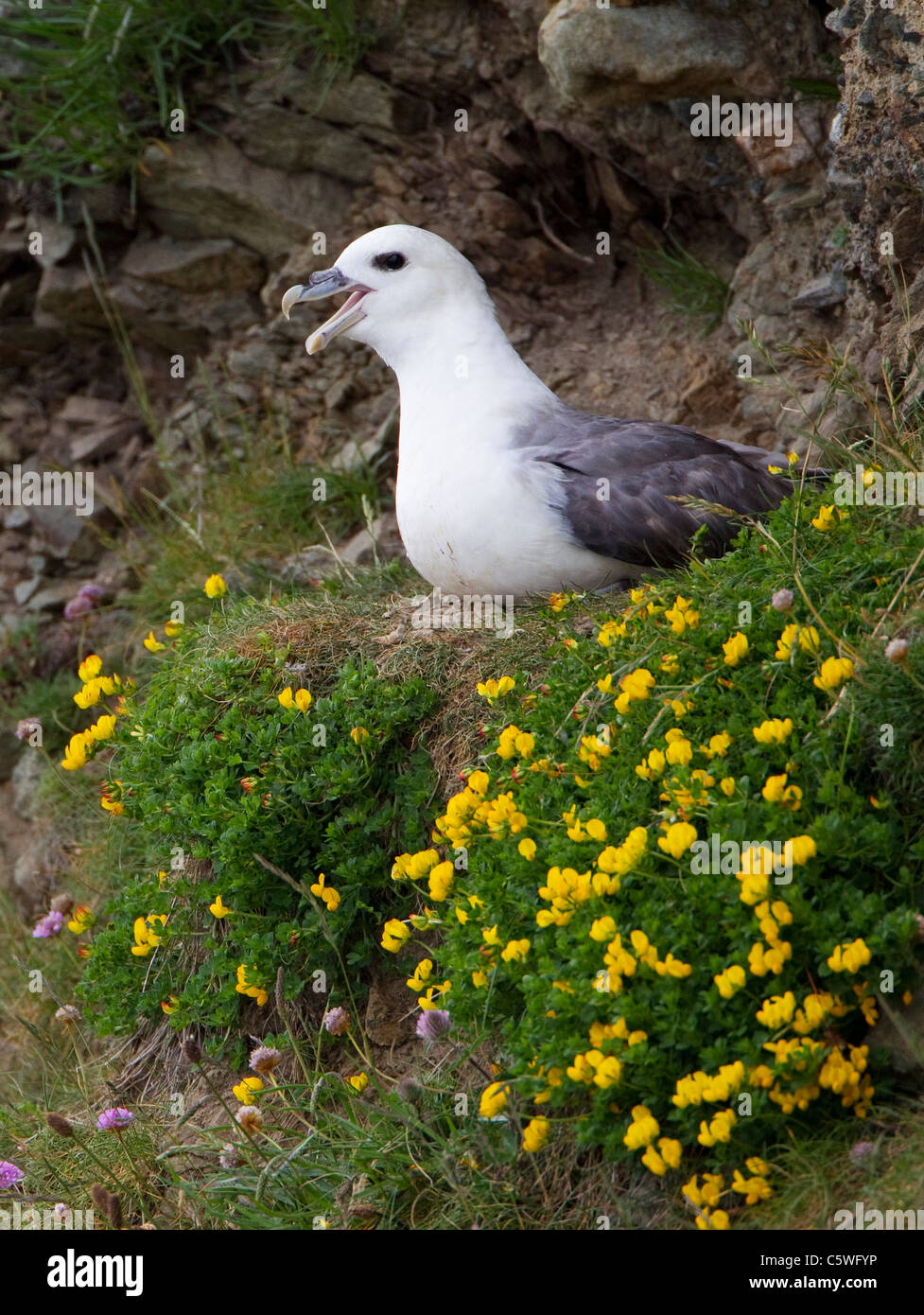 Northern Fulmar (Fulmarus glacialis). Adulto su nido in una scogliera, Scozia, Gran Bretagna. Foto Stock