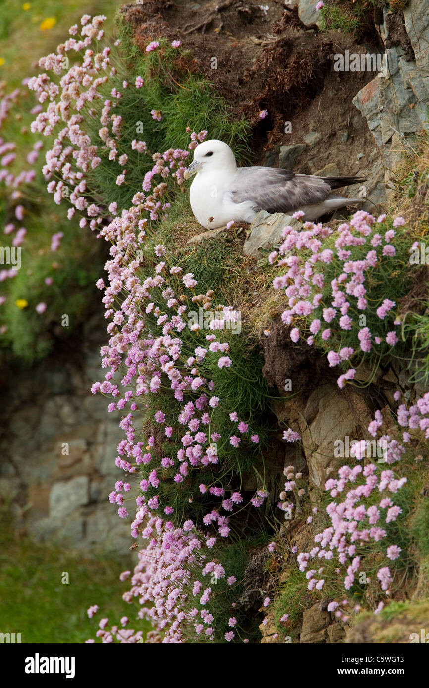 Northern Fulmar (Fulmarus glacialis). Adulto su nido su parsimonia coperto cliff. Shetland Scozia, Gran Bretagna. Foto Stock