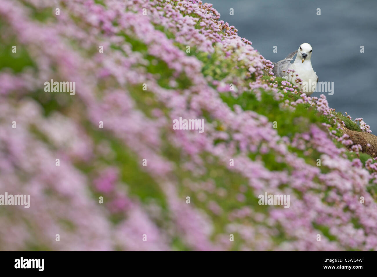 Northern Fulmar (Fulmarus glacialis). Adulto in cima alla scogliera tra mare di parsimonia. Shetland Scozia, Gran Bretagna. Foto Stock