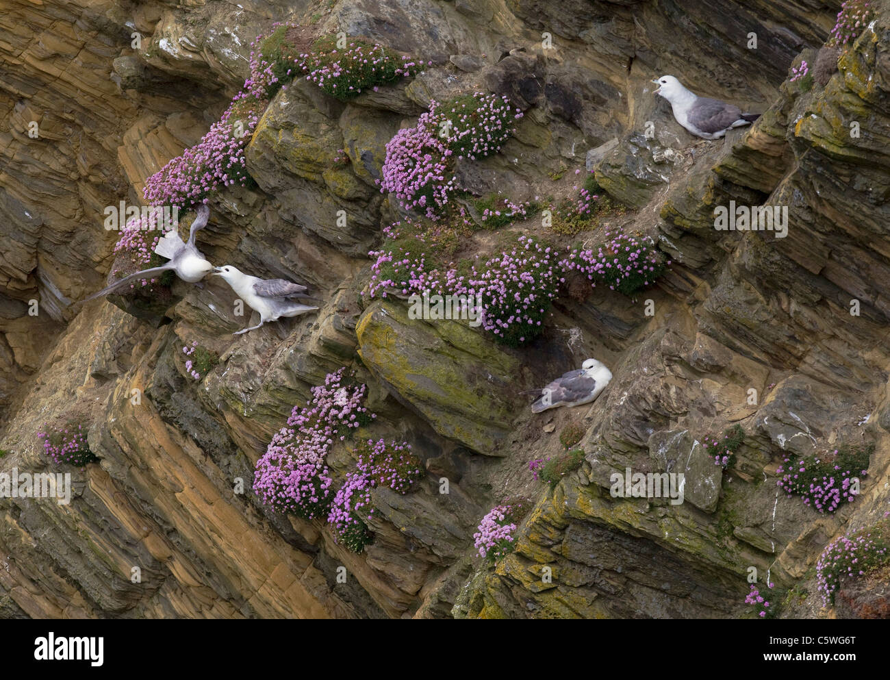 Northern Fulmar (Fulmarus glacialis). Gli adulti su parsimonia coperte di scogliera di nidificazione. Shetland Scozia, Gran Bretagna. Foto Stock