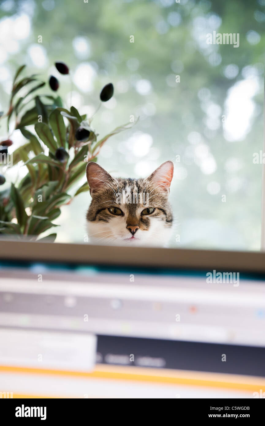 Cat dietro un monitor, guardare la persona che sta lavorando sul computer Foto Stock