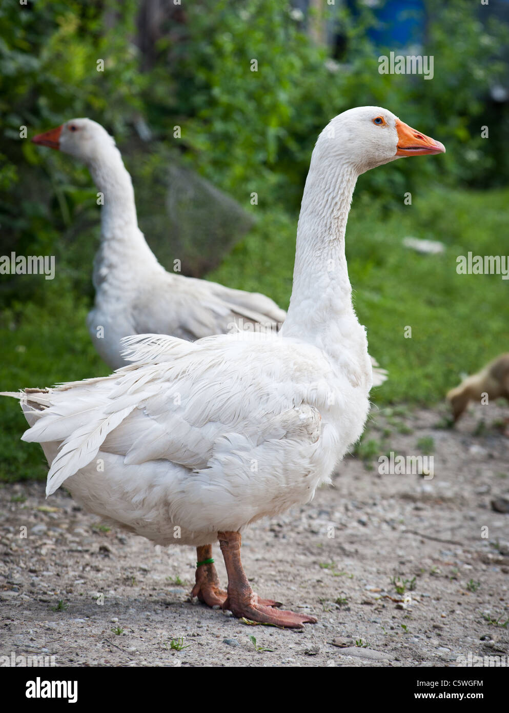 Due oche bianco in piedi su un senso pietroso Foto Stock