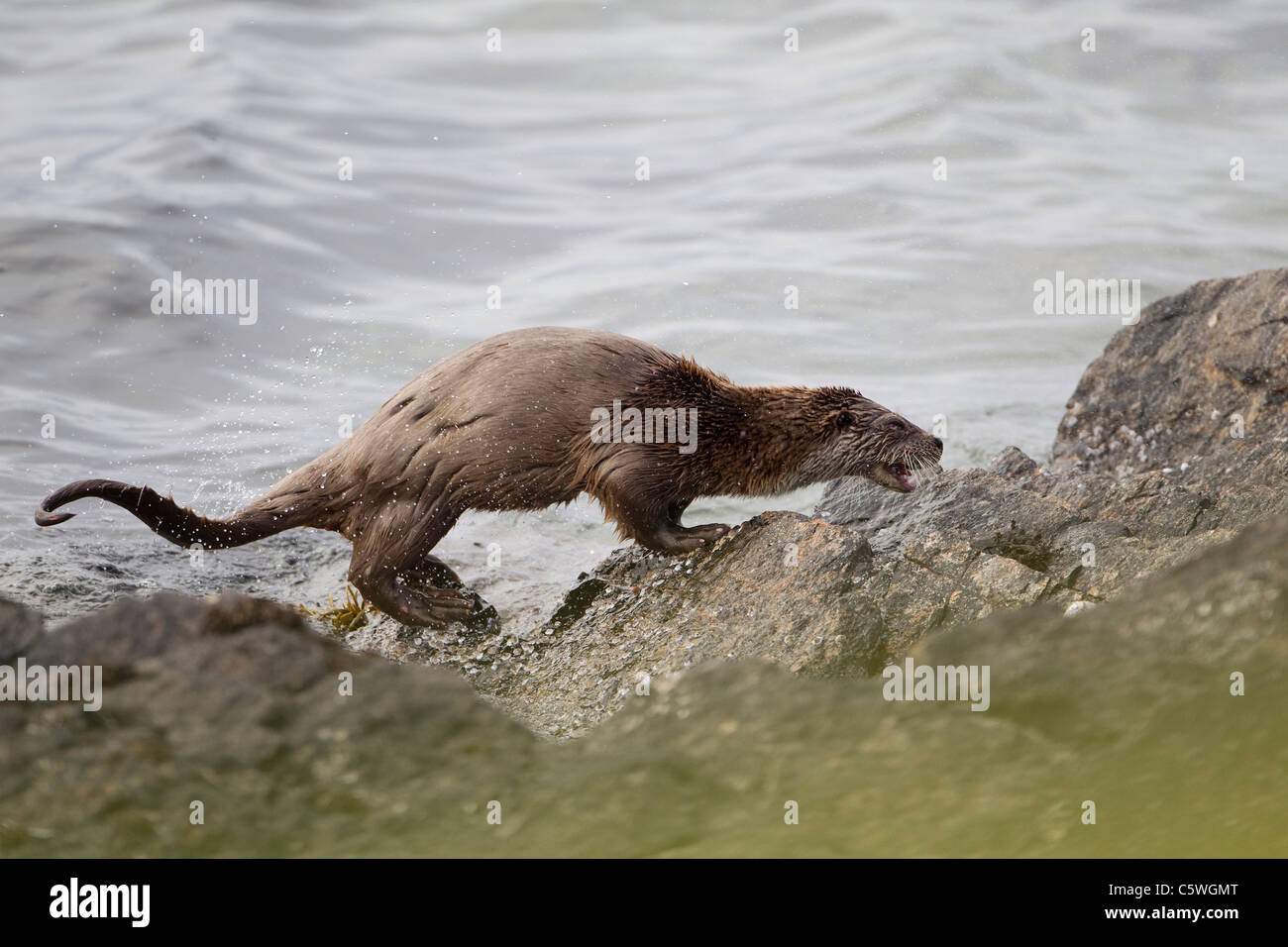 Unione Lontra di fiume (Lutra lutra) agitando l'acqua dal rivestimento sulla costa rocciosa. Shetland Scozia, Gran Bretagna. Foto Stock