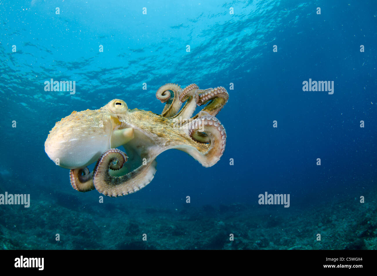 Polpo, Octopus vulgaris, Kornati, Croazia, Mediterranea Foto Stock