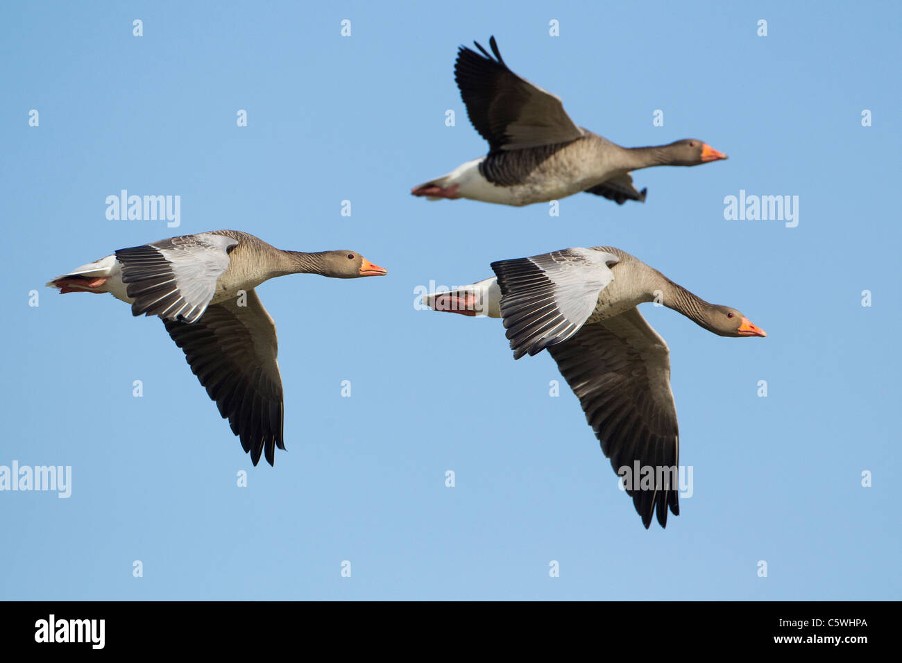Oca Graylag, Graylag Goose (Anser anser), tre adulti in volo. Foto Stock