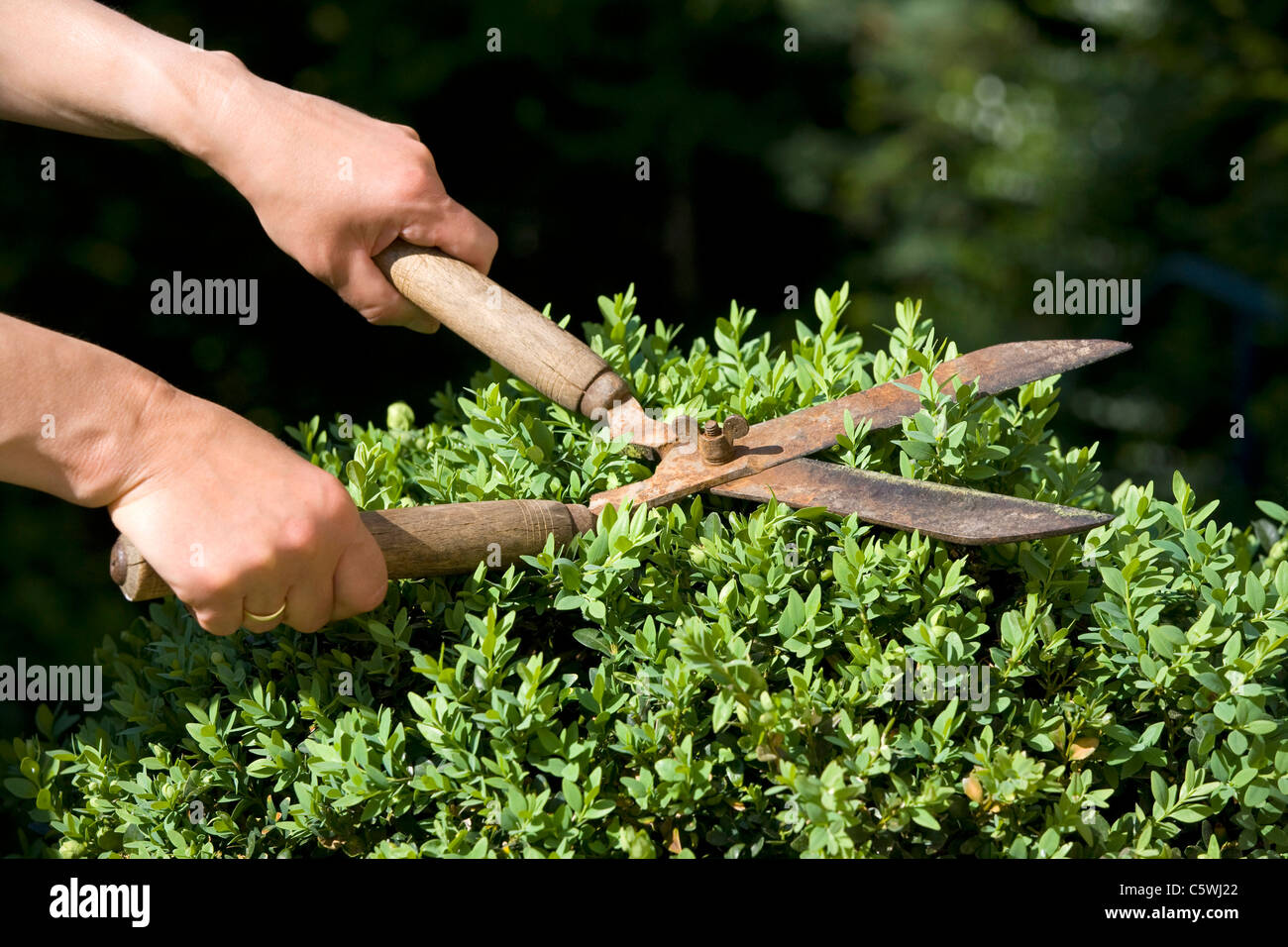Germania, Baden-WÃ¼rttemberg, Stoccarda, persona di bosso a fresare con hedge clippers Foto Stock
