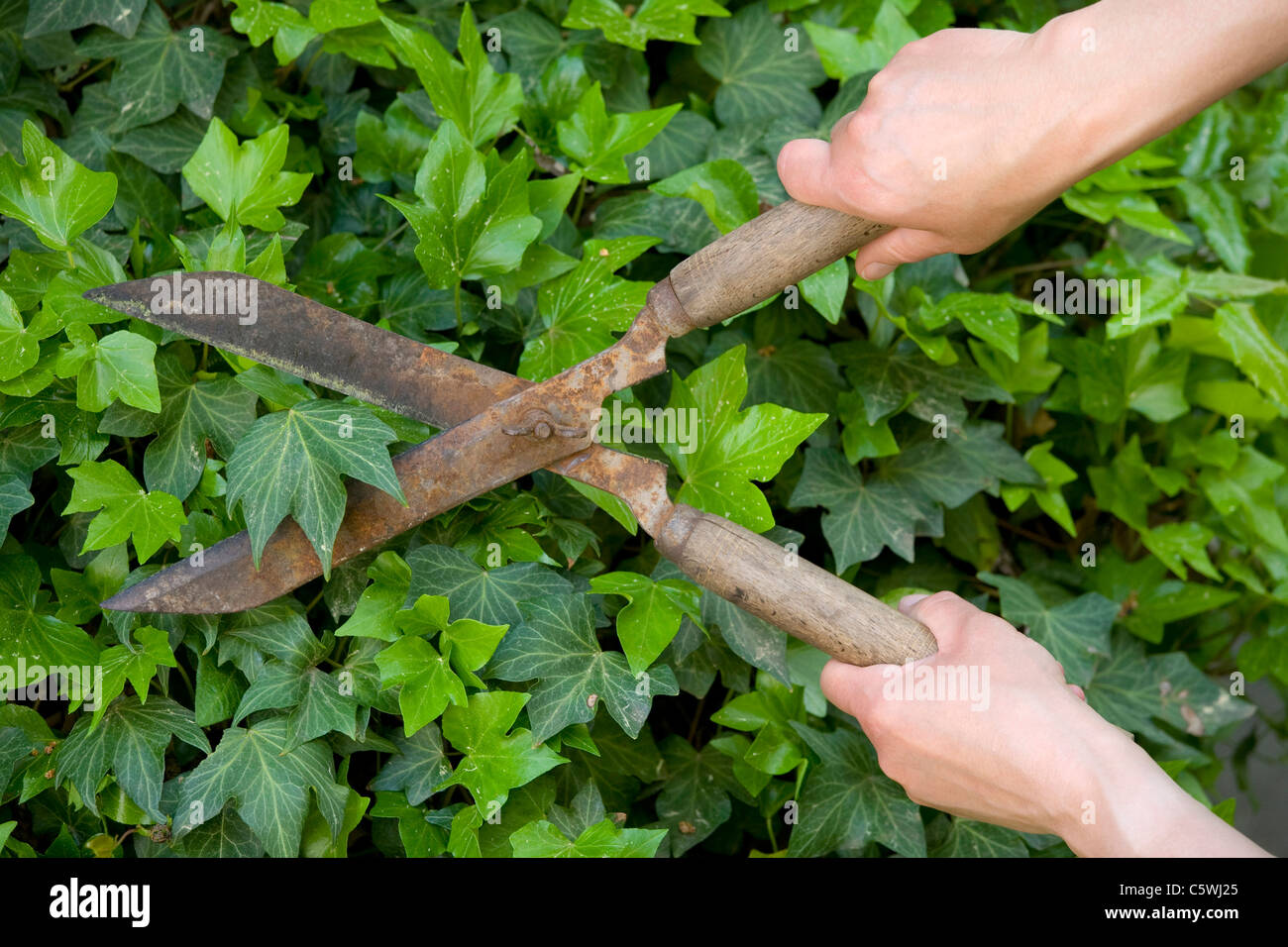 Germania, Baden-WÃ¼rttemberg, Stoccarda, persona di edera a fresare con hedge clippers Foto Stock