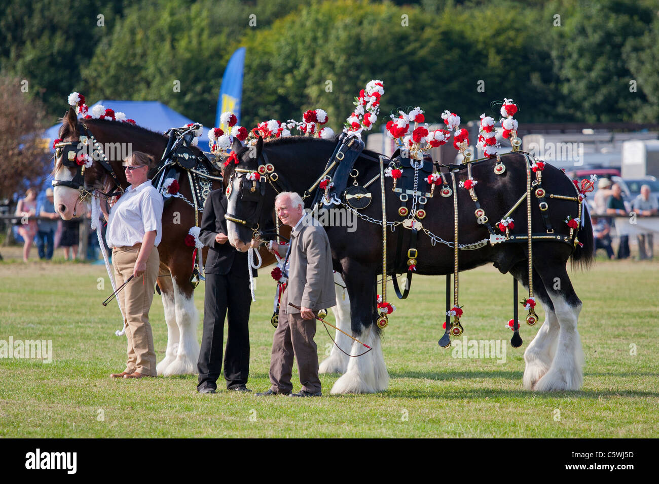 Shire cavalli al Bakewell Show, Bakewell, Derbyshire, England, Regno Unito Foto Stock