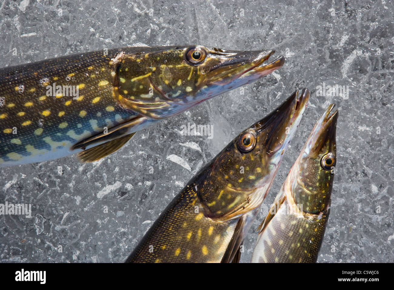 Northern luccio (Esox lucius), tre frshly pesce pescato sul lago ghiacciato, Svezia. Foto Stock