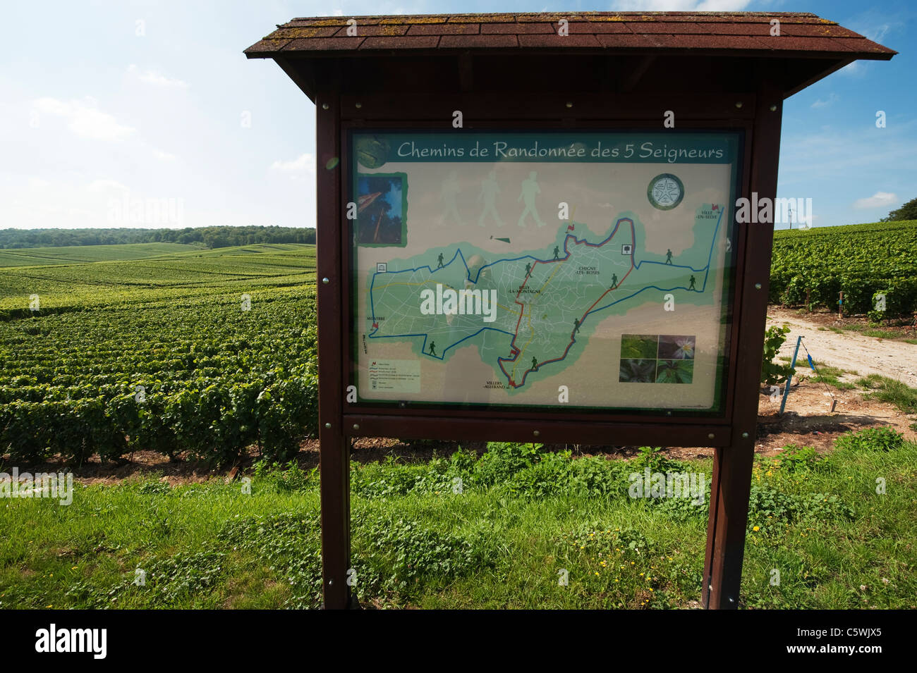 Walkers percorso segno intorno vigneti champagne a Chigny les roses sulla Montagne de Reims in Francia Foto Stock