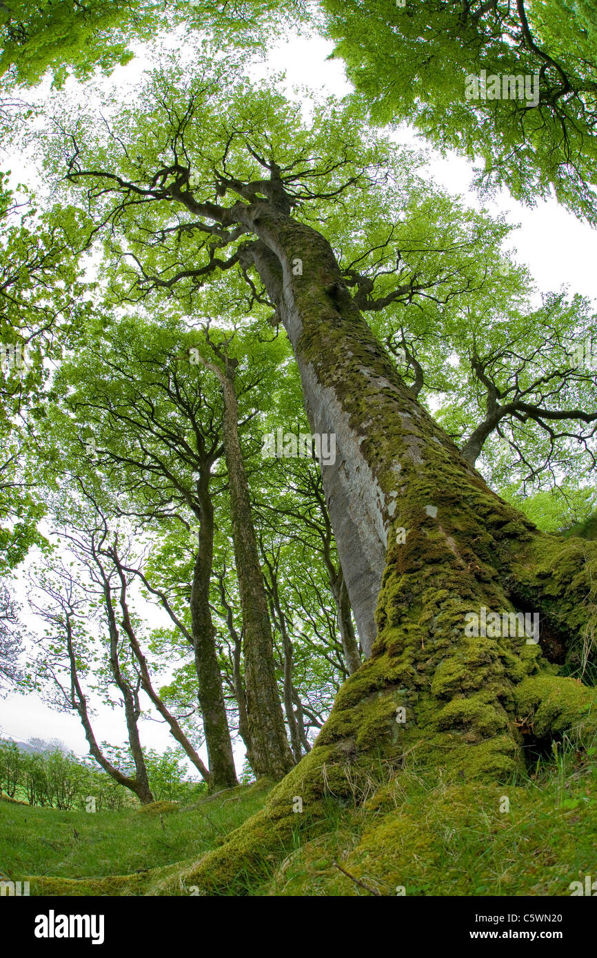 Comune di Faggio faggio (Fagus sylvatica). Alberi in primavera. Isle of Mull, Scozia, Gran Bretagna. Foto Stock