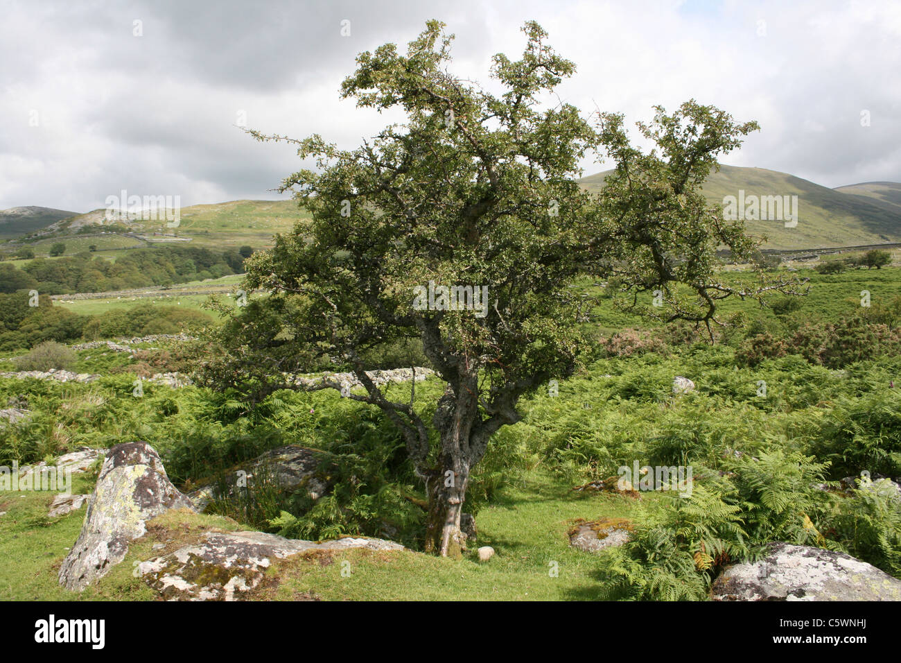 Un Lone Tree sorge nella valle Llafar, Snowdonia, Galles Foto Stock