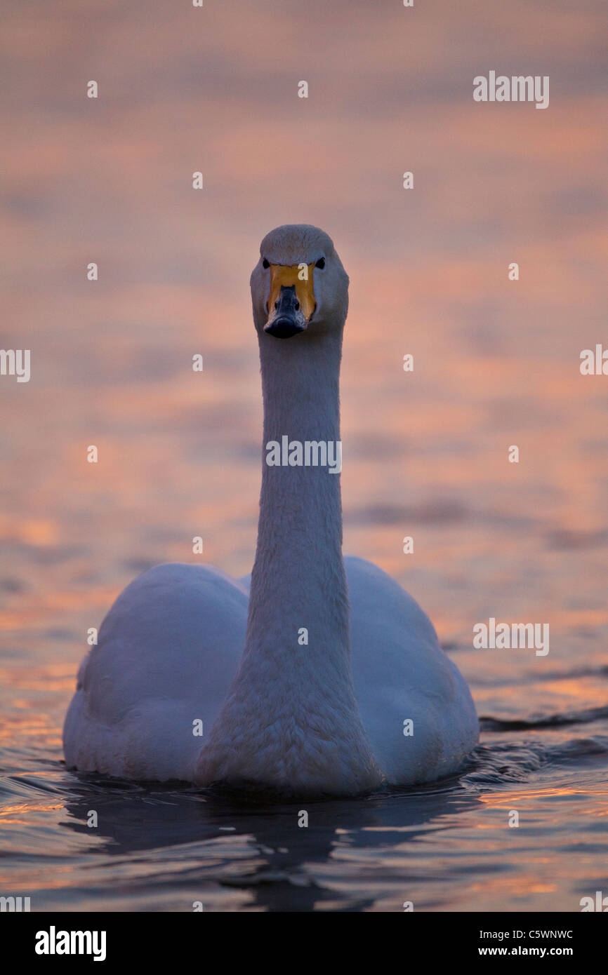 Whooper Swan (Cygnus Cygnus), piscina per adulti sul lago al tramonto, Islanda. Foto Stock