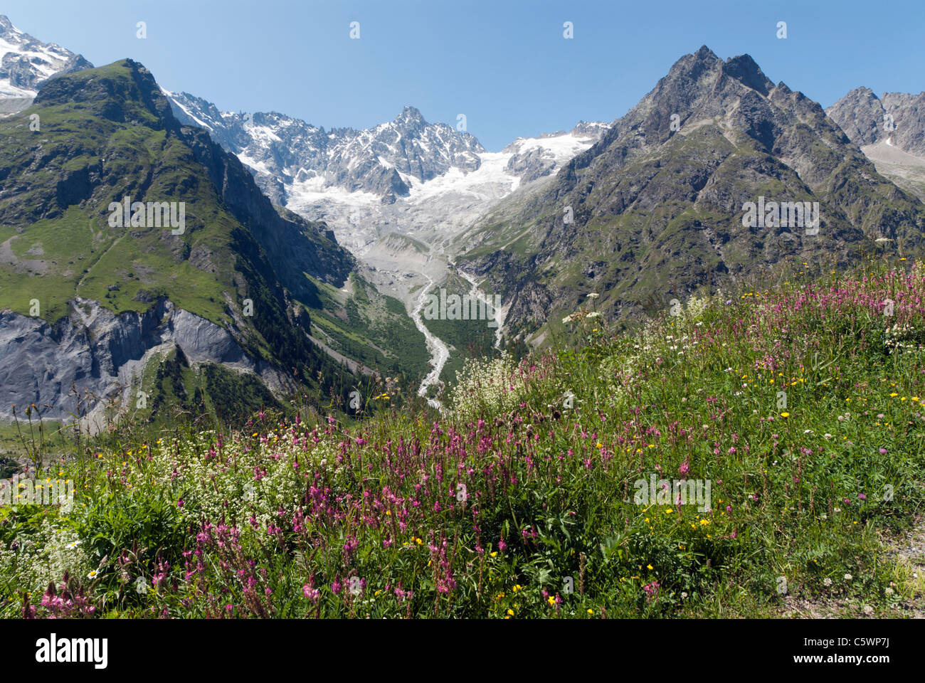 Fiori alpini a 1700m e vista l'A Neuve ghiacciaio, Val Ferret Vallese Svizzera Foto Stock