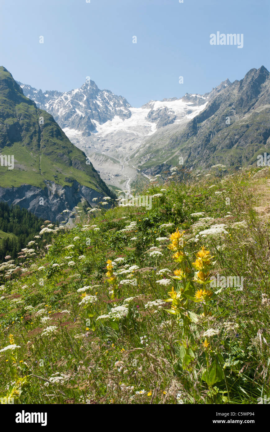 Grande genziana lutea Gentiana e vista verso l'A Neuve glacier Val Ferret svizzera Foto Stock