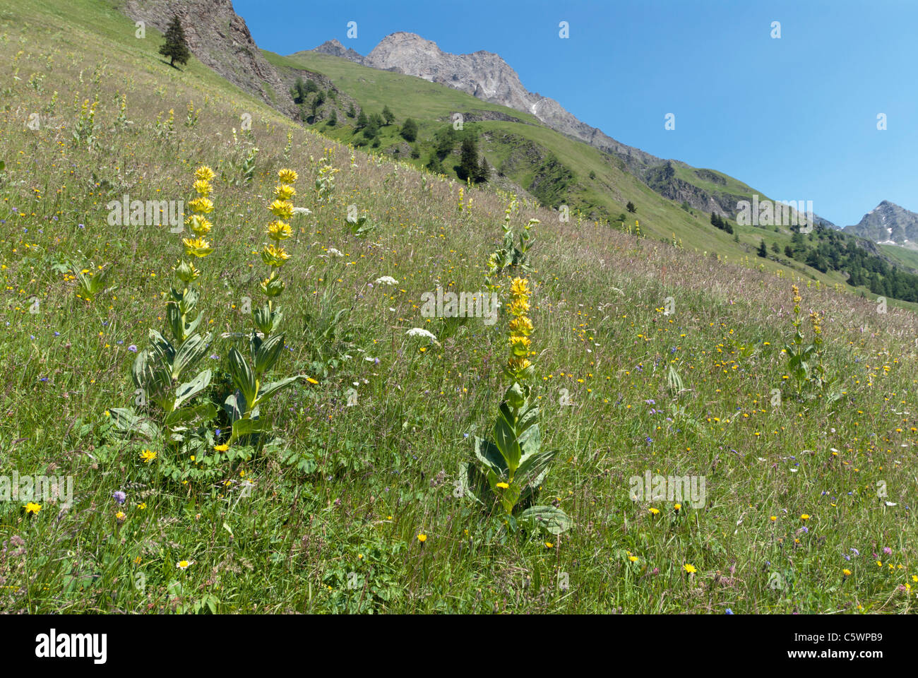 Grande giallo (genziana lutea Gentiana) cresce in un prato alpino a 1600m in Val Ferret svizzera Foto Stock