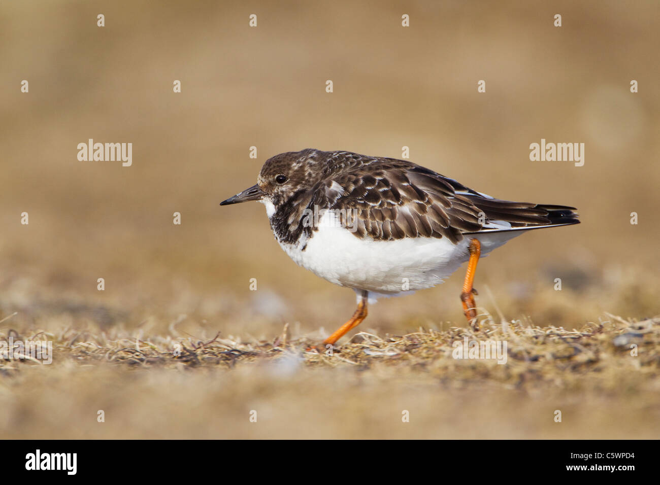 Turnstone (Arenaria interpres), adulto in parziale estate piumaggio, in esecuzione. L'Islanda. Foto Stock