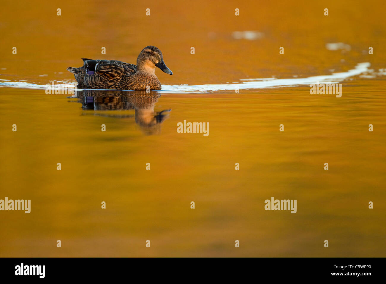 Mallard Duck (Anas platyrhynchos). Femmina su acqua. Foto Stock