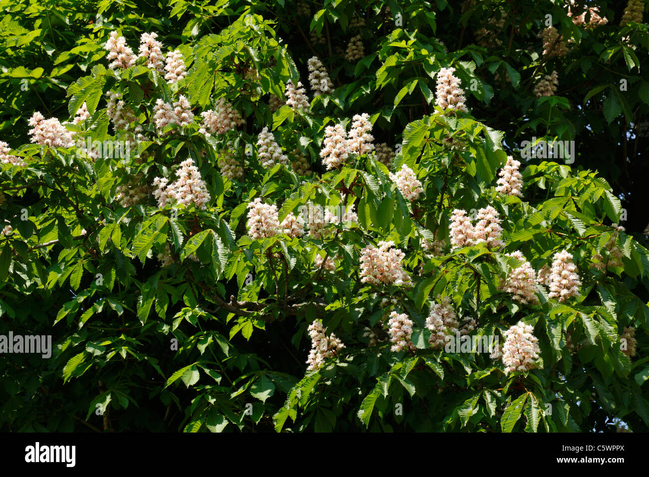 Natur, Pflanzenwelt, Laubbaum, Fruehling, Baumbluete, bluehende Rosskastanie Foto Stock
