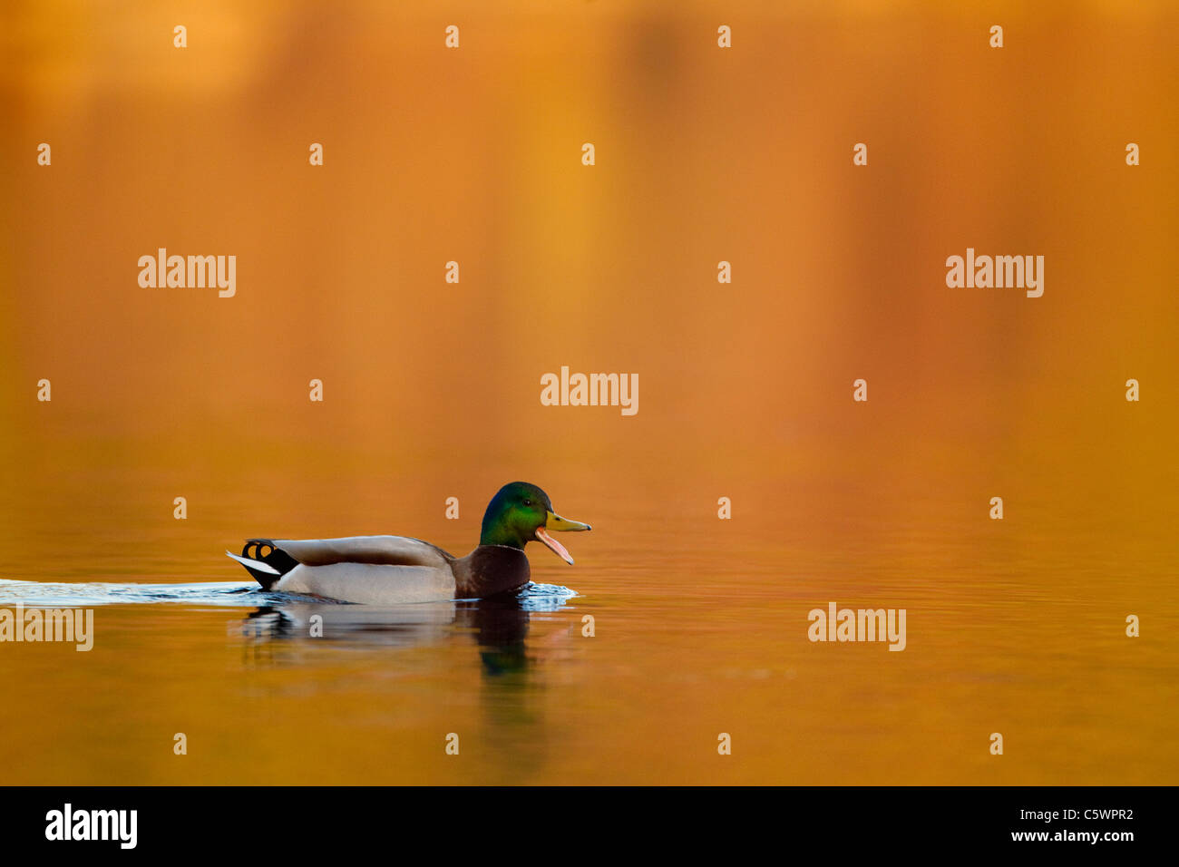 Mallard Duck (Anas platyrhynchos). Drake in allevamento piumaggio sull acqua, quacking. Foto Stock