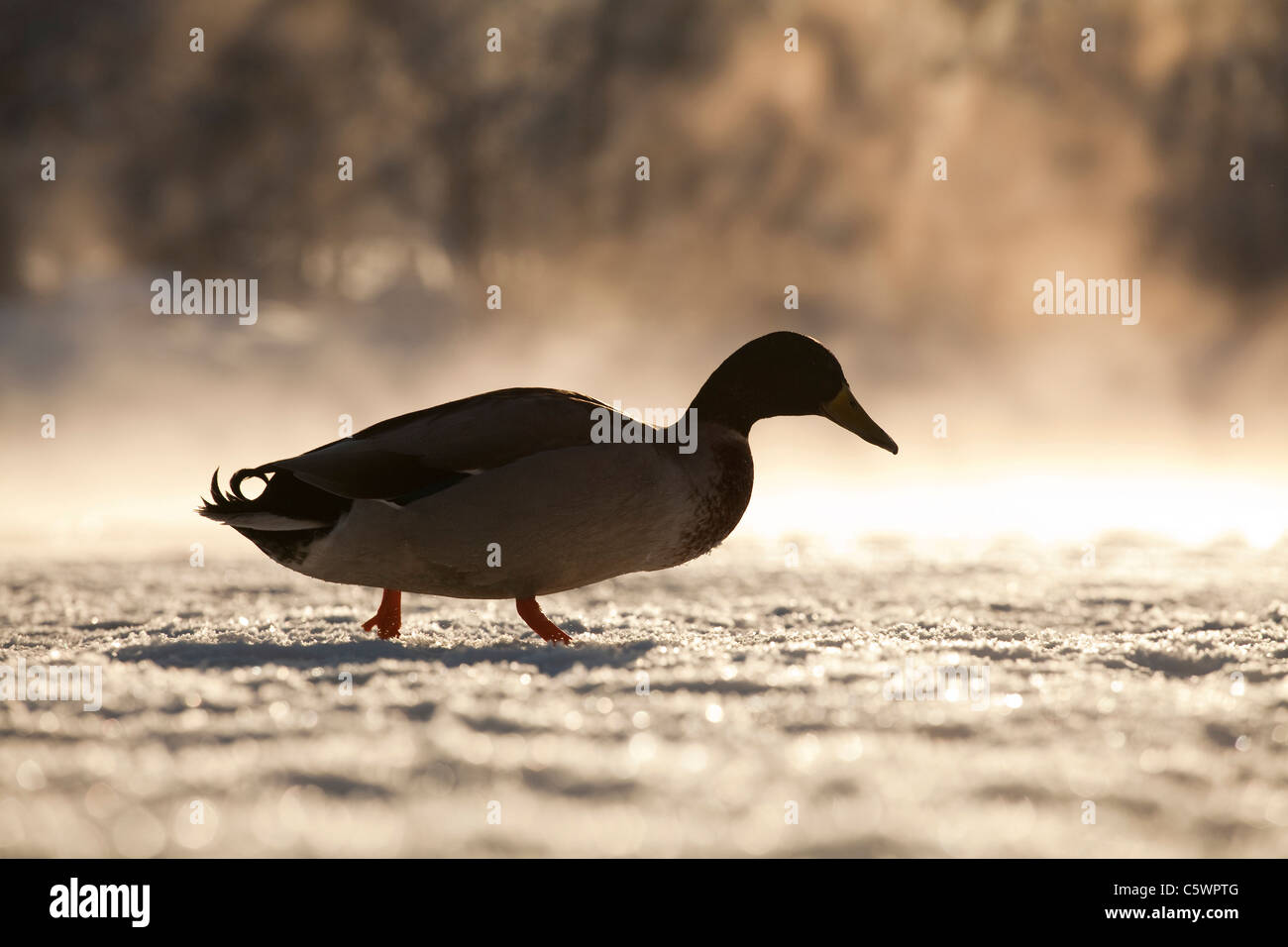 Mallard Duck (Anas platyrhynchos). Drake camminare su ghiaccio nella nebbia. Foto Stock