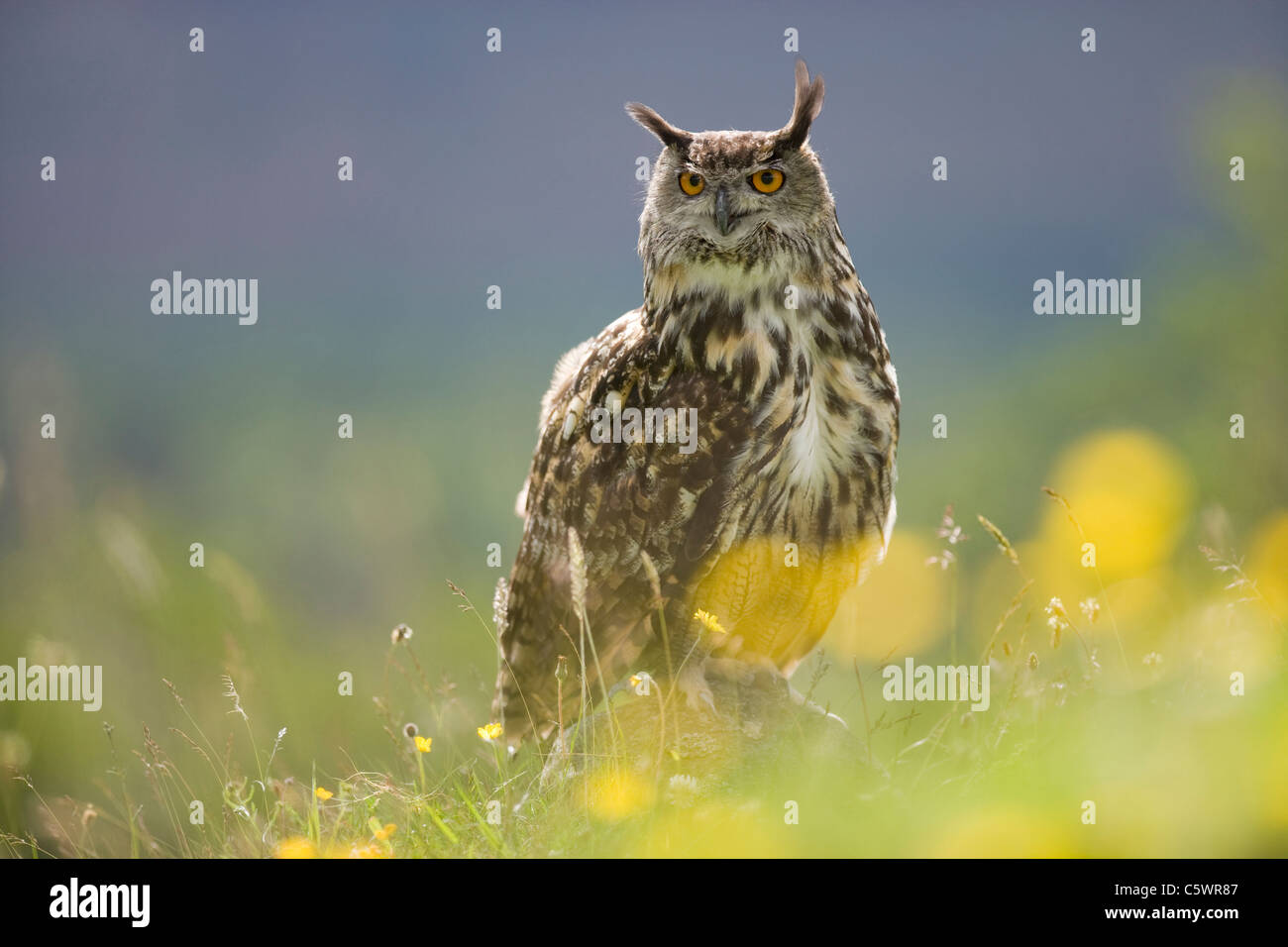 Unione gufo reale (Bubo bubo) appollaiato sulla roccia tra fiori. La Scozia, Gran Bretagna. Foto Stock