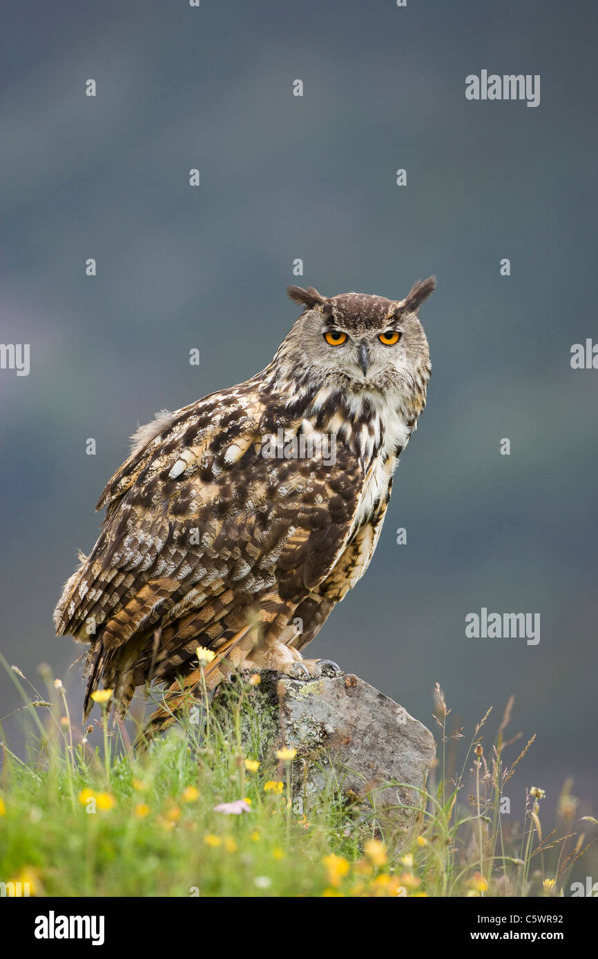 Unione gufo reale (Bubo bubo) arroccata su una roccia. La Scozia, Gran Bretagna. Foto Stock