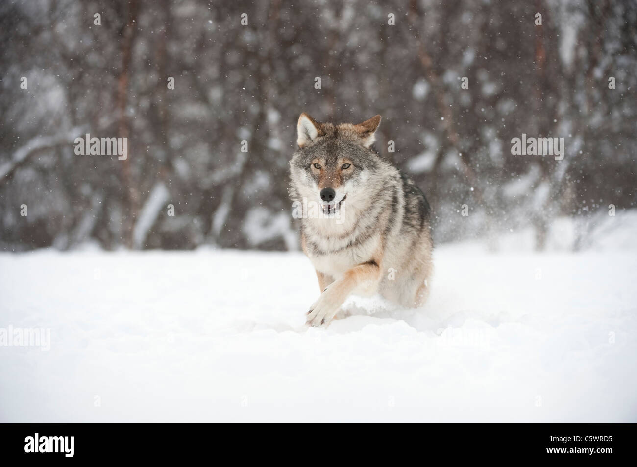 Unione Lupo (Canis lupus) in esecuzione attraverso la neve (presi in condizioni controllate). La Norvegia. Foto Stock