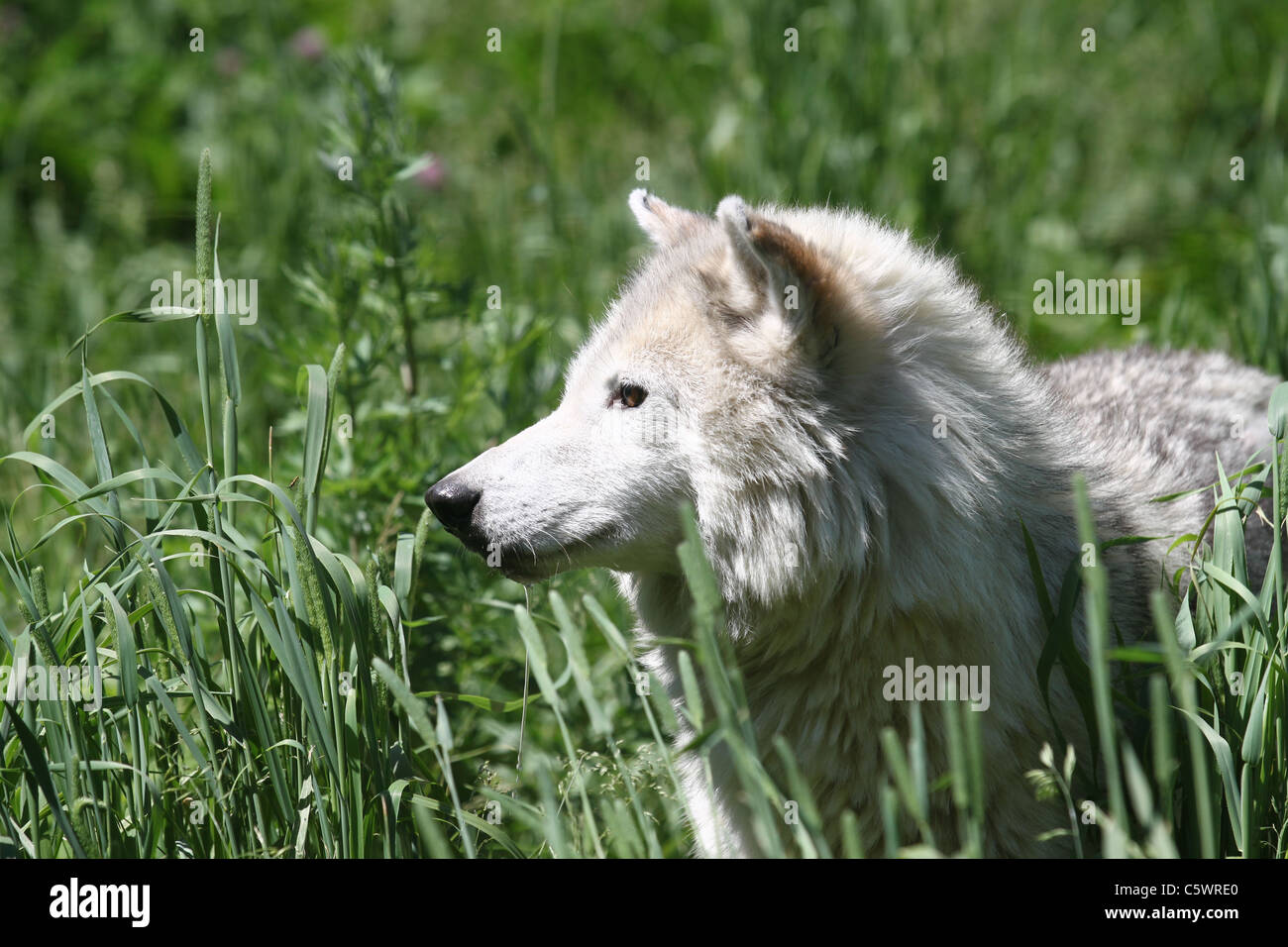 Lupo grigio in un campo erboso Foto Stock