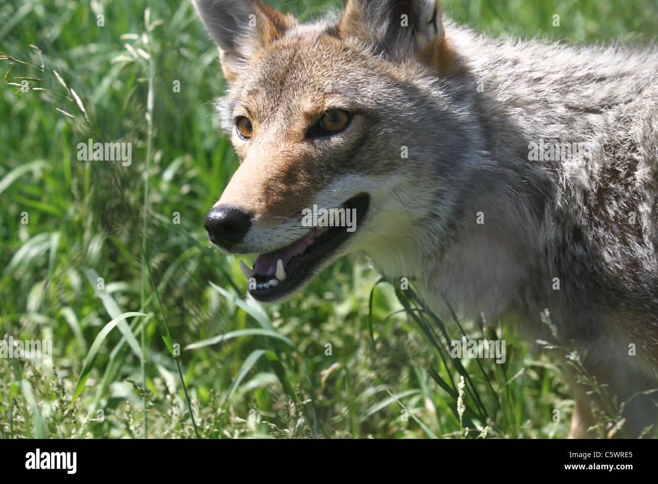 Cane sul punto di attacco Foto Stock