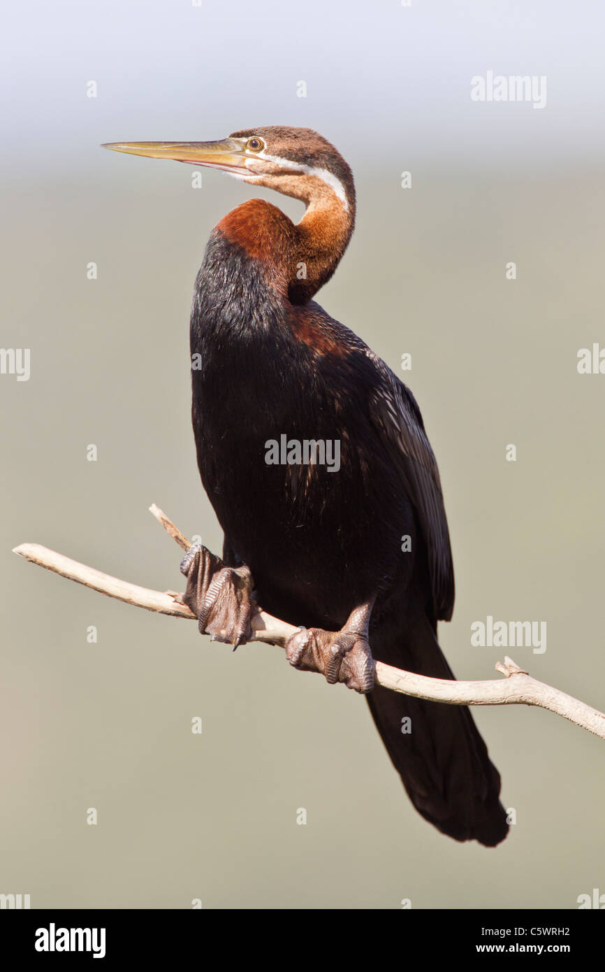 African darter (anhinga rufa) a Wilderness National Park in Sud Africa. Foto Stock