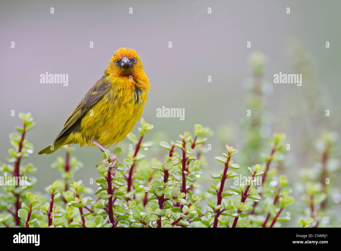 Cape weaver (ploceus capensis) ad Addo Elephant Park in Sud Africa. Foto Stock