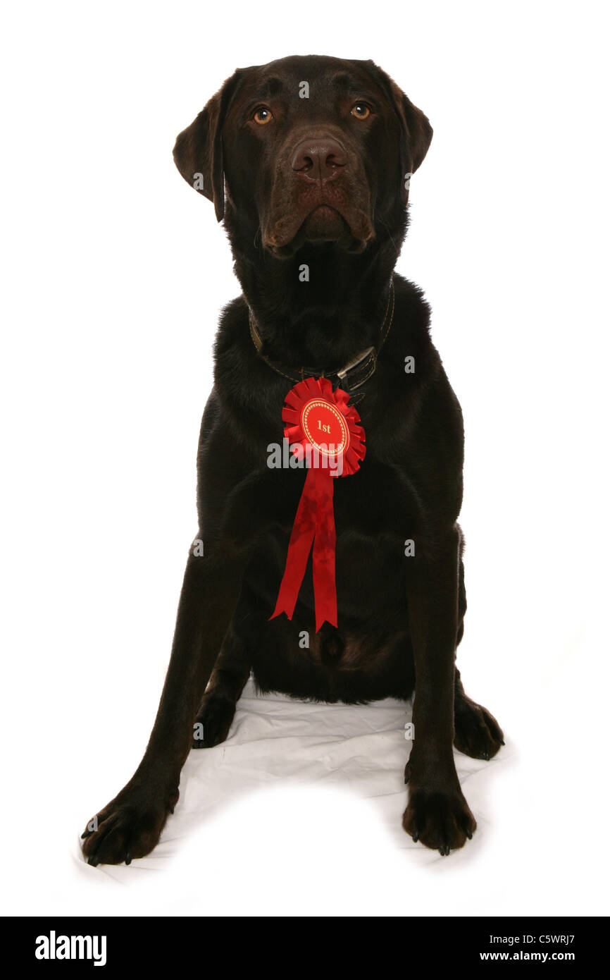 Il Labrador Retriever singolo adulto con red rosette Studio, REGNO UNITO Foto Stock