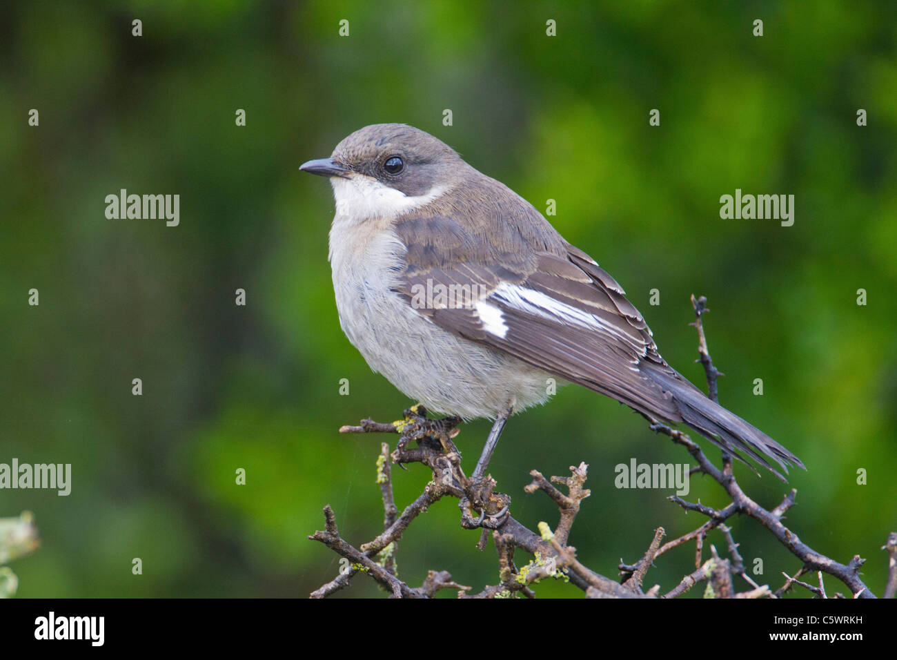 Fiscale (shrike lanius collaris) ad Addo Elephant Park in Sud Africa. Foto Stock
