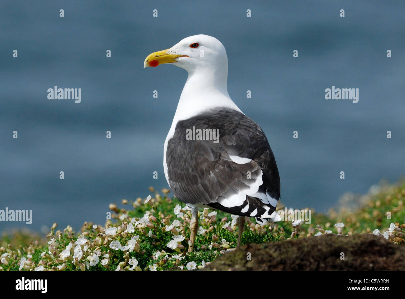 Grande nero-backed Gull (Larus marinus) sull isola Skomer, Galles Foto Stock