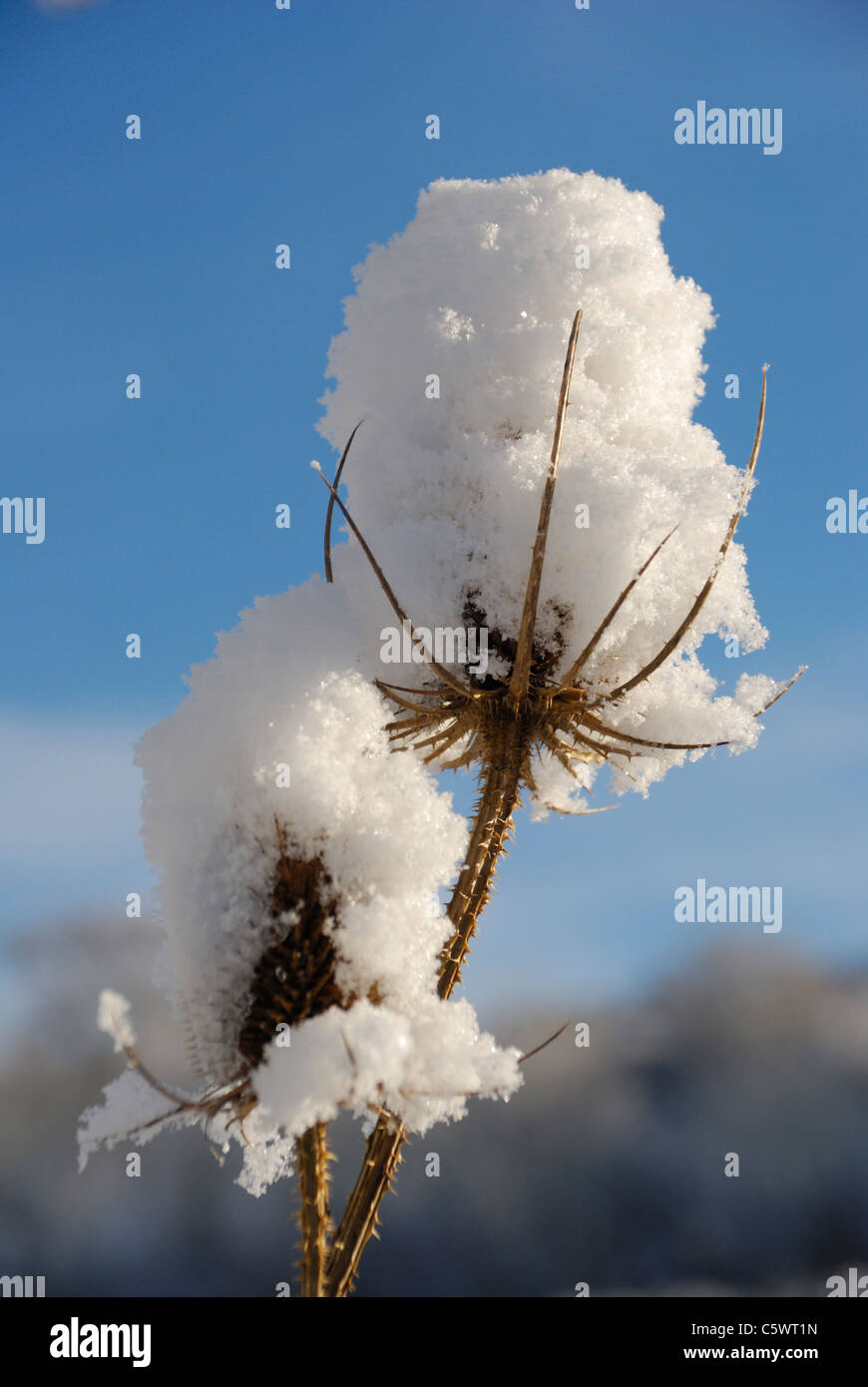 Coperta di neve teasels in un giardino nel Galles del Nord Foto Stock