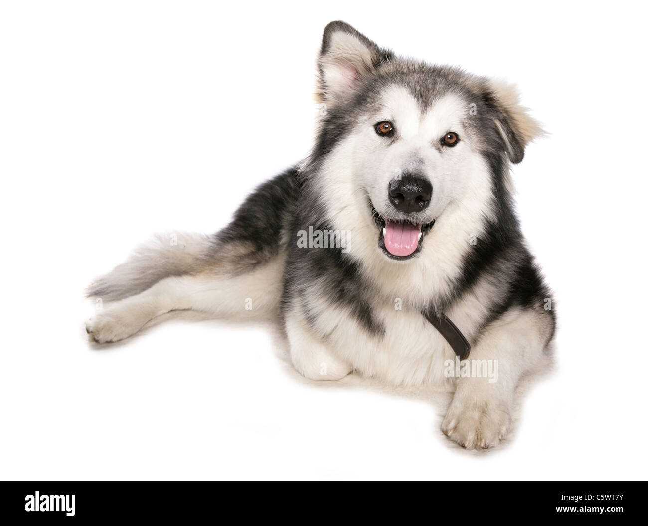 Alaskan Malamute unico cucciolo posa in un studio REGNO UNITO Foto Stock