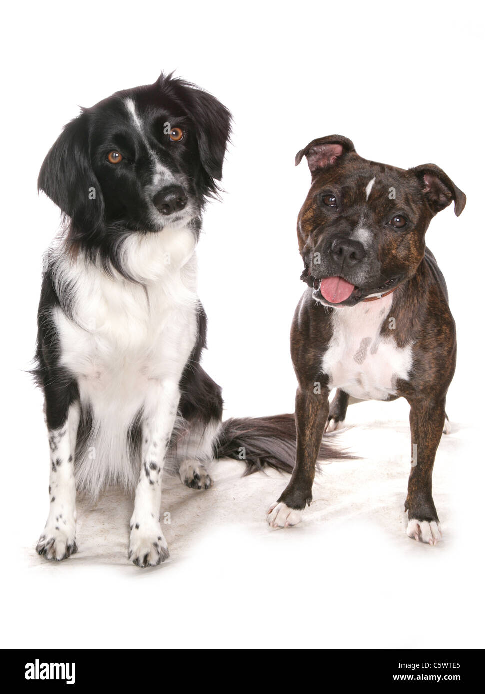 Border Collie e staffordshire bull terrier due adulti seduti in un studio REGNO UNITO Foto Stock