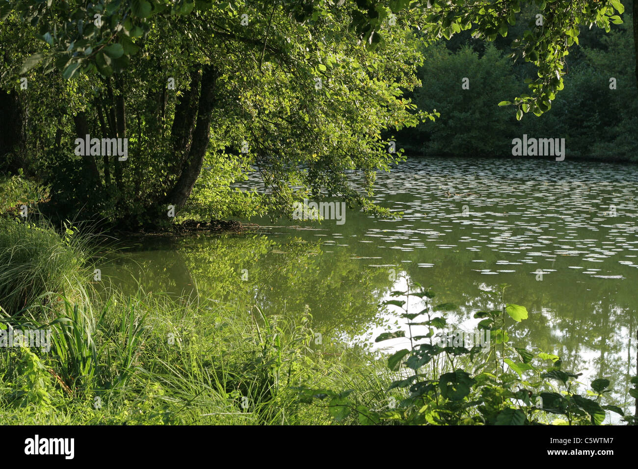 Un stagno circondato da alberi (Mayenne, Pays de la Loire, Francia). Foto Stock