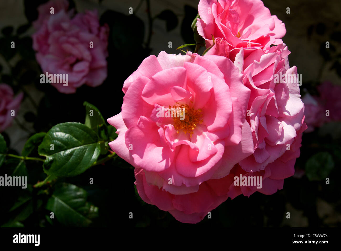 L'Inghilterra rurale Rose, una profusa rosa rambler, lanciato da CPRE come parte del loro ottantesimo compleanno nel 2006 Foto Stock