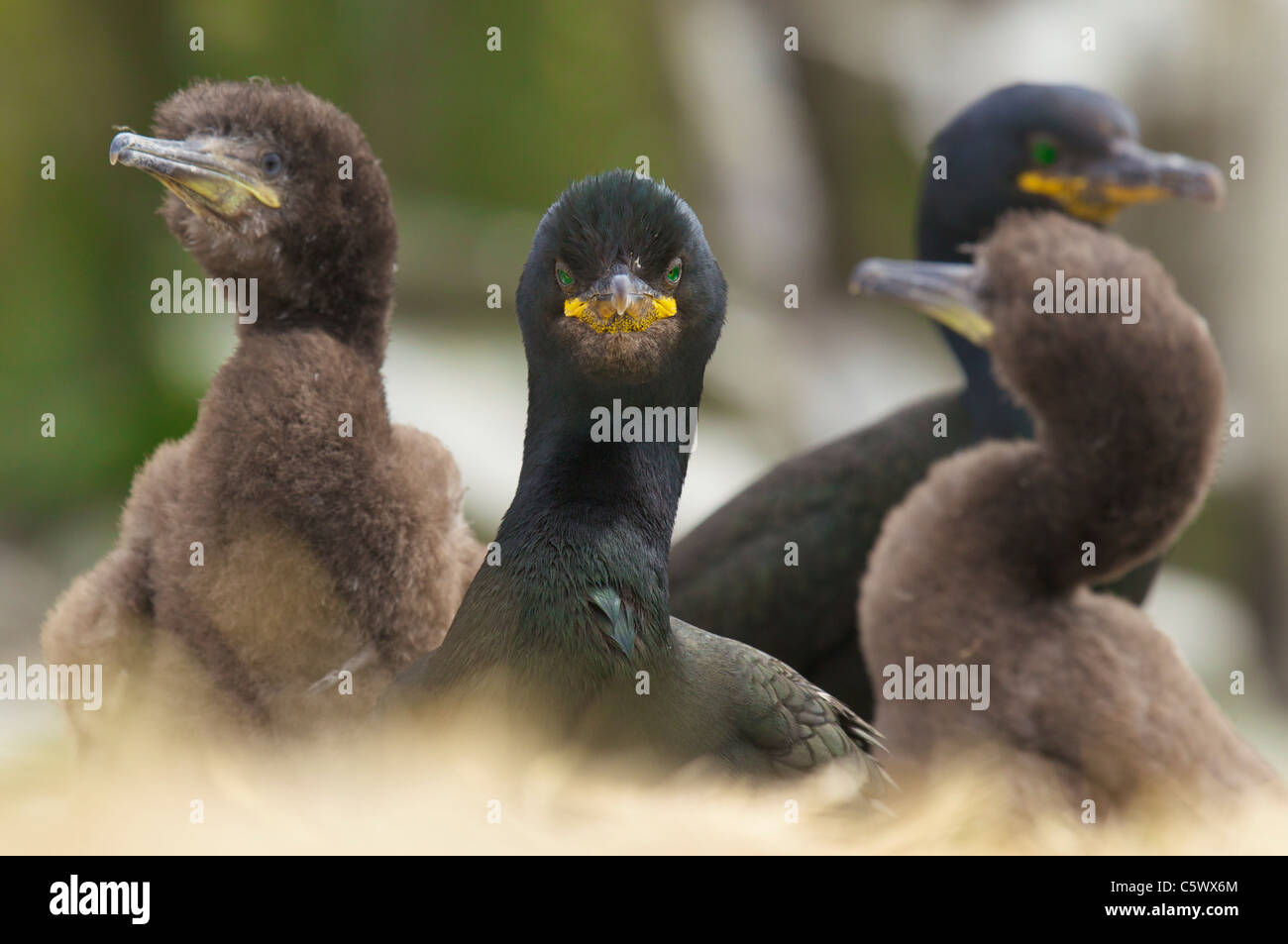 Famiglia di Shags, Phalacrocorax aristotelis, farne Islands, Northumberland, Regno Unito Foto Stock