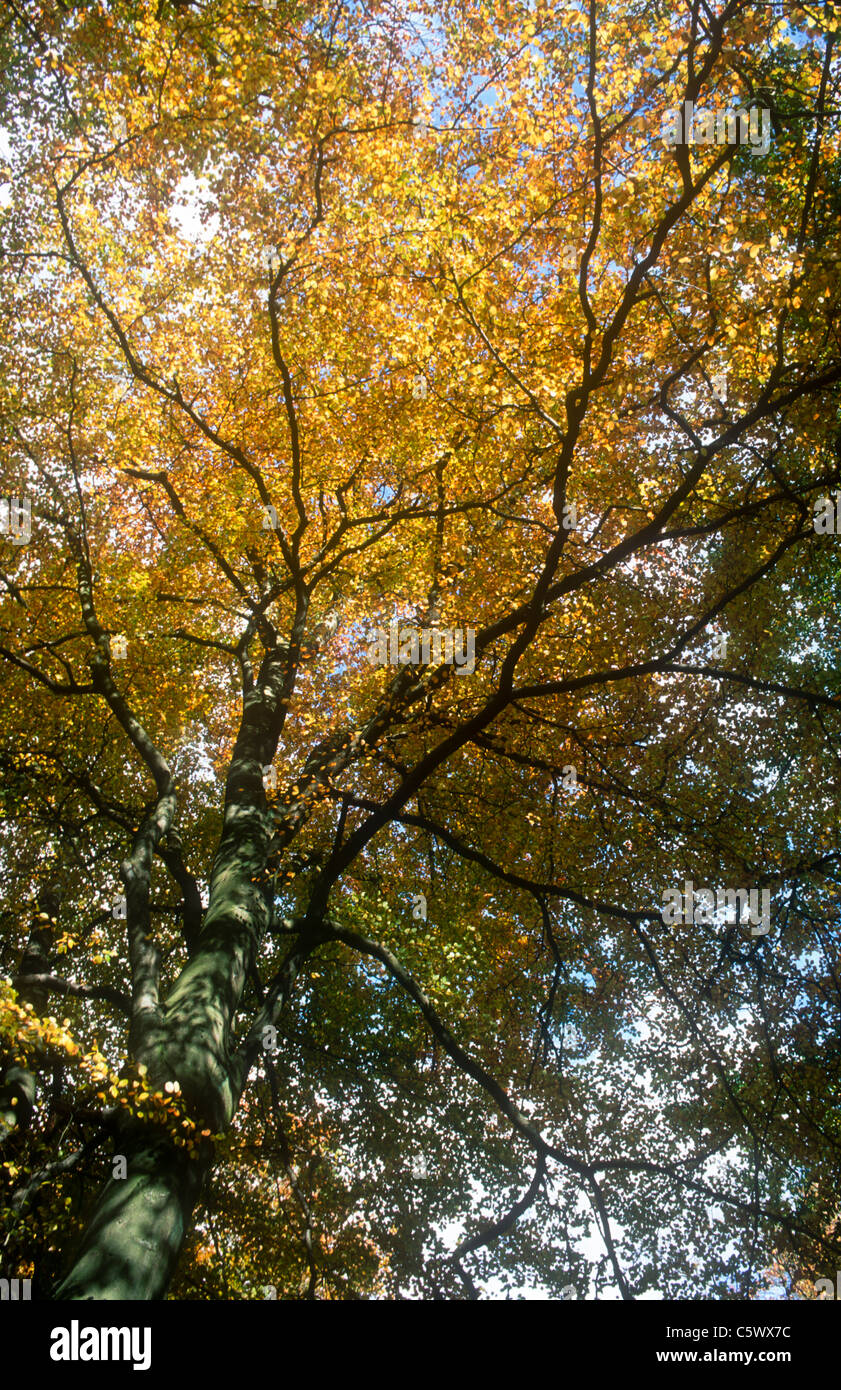 Faggi, Fagus sylvatica in autunno, Padley, Derbyshire (Peak District) Foto Stock