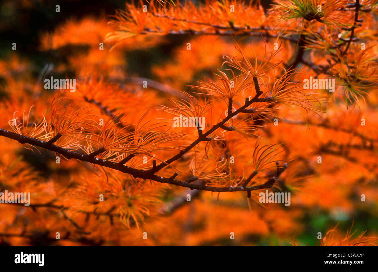 Golden larice in autunno, Pseudolarix amabilis, Kew Gardens, Londra Foto Stock