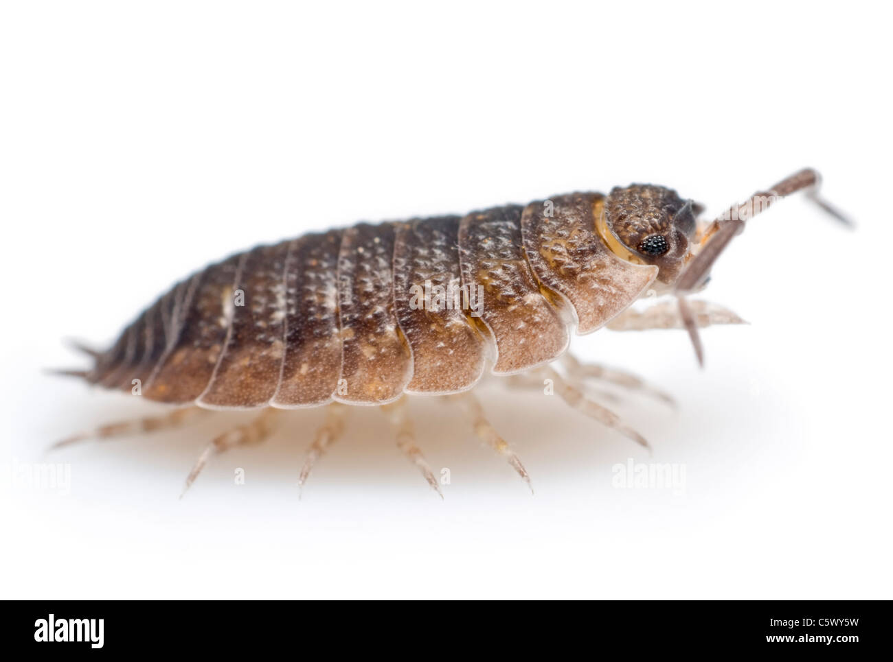 Comune Woodlouse irregolare su sfondo bianco Foto Stock