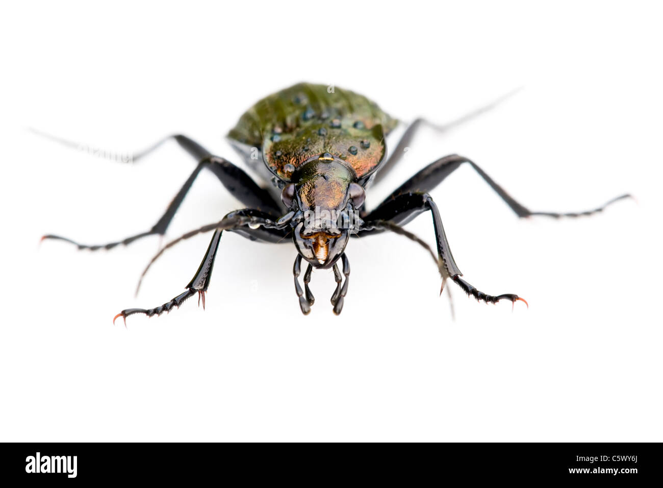 Massa viola Beetle su sfondo bianco Foto Stock