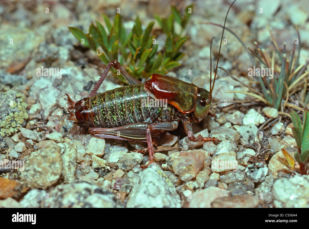 Il Mormon Cricket (Anabrus simplex) Mt. Evans- Arapahoe National Forest, Colorado US Foto Stock