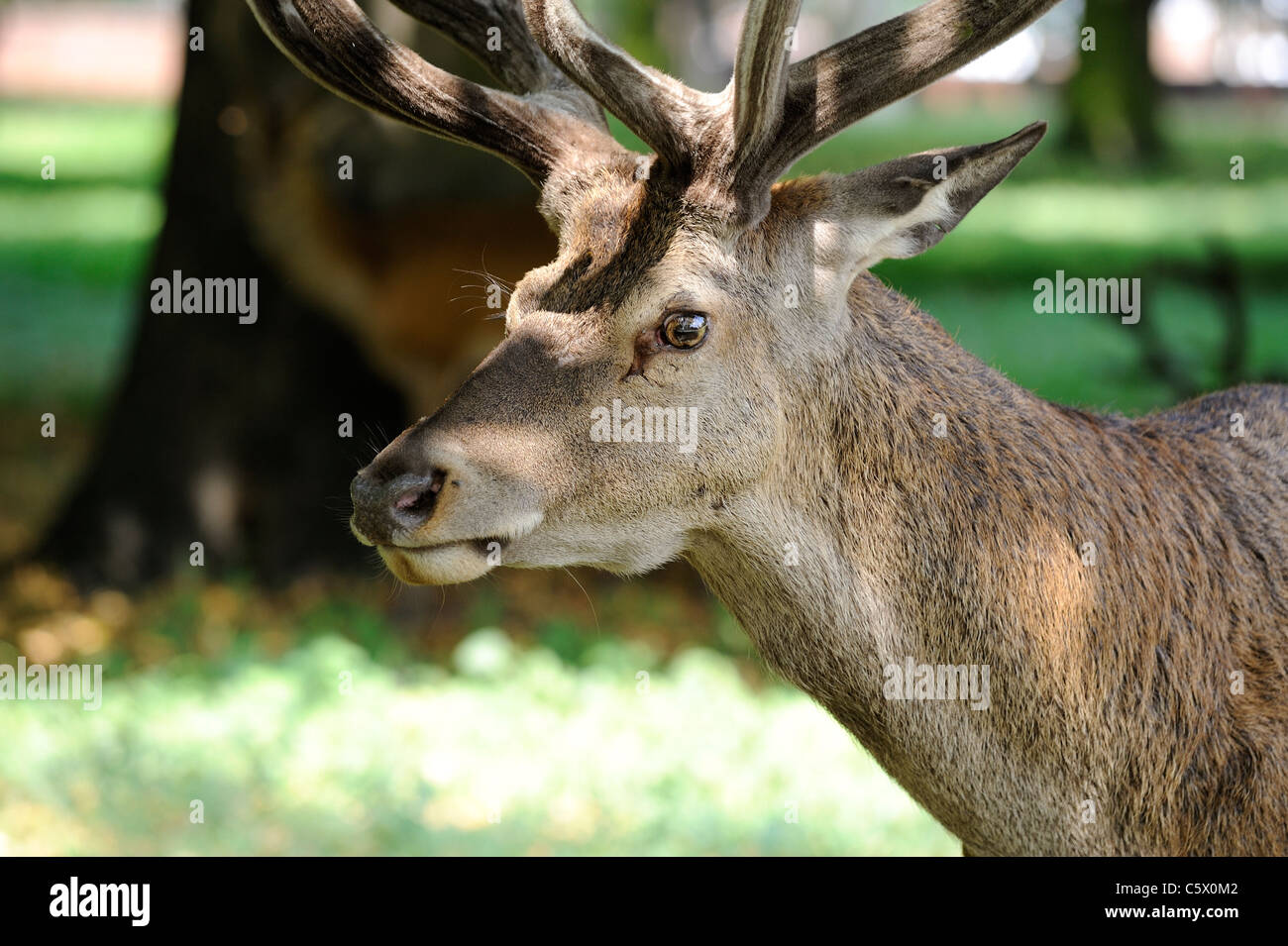 Red Deer close up wollaton park Nottingham Regno Unito Foto Stock