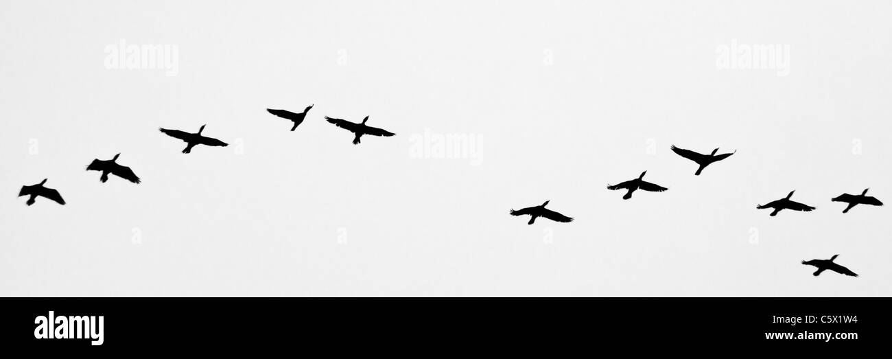 I cormorani, ali stese in volo, si stagliano contro un cielo coperto Centrale California Coast sky. Foto Stock